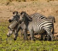Zebra's of Luangwa